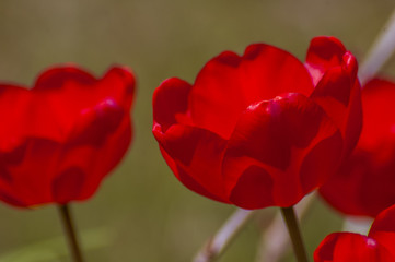 Obraz premium Tulips in bloom