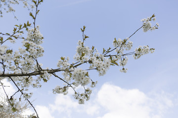 Weiße Kirschblüten an einem Ast im Frühling