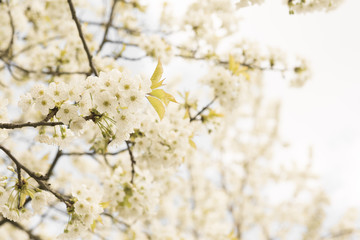 Wei&szlig;e Kirschbl&uuml;ten an einem Ast im Fr&uuml;hling