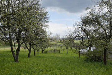 Obraz premium spring rural landscape with fruit orchard