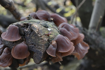 Auricularia Auricula Judae Jews Ear 