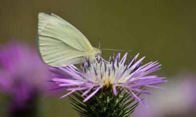 Closeup of beautiful white butterfly on wild thistle 