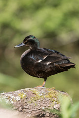 Mallard, Duck - black male