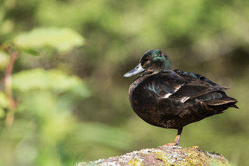 Mallard, Duck - black male