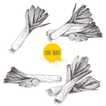 Hand drawn sketch style fresh leeks setisolated on white background. Fresh leek and slices of leek.Vintage illustration of healthy fresh organic food.