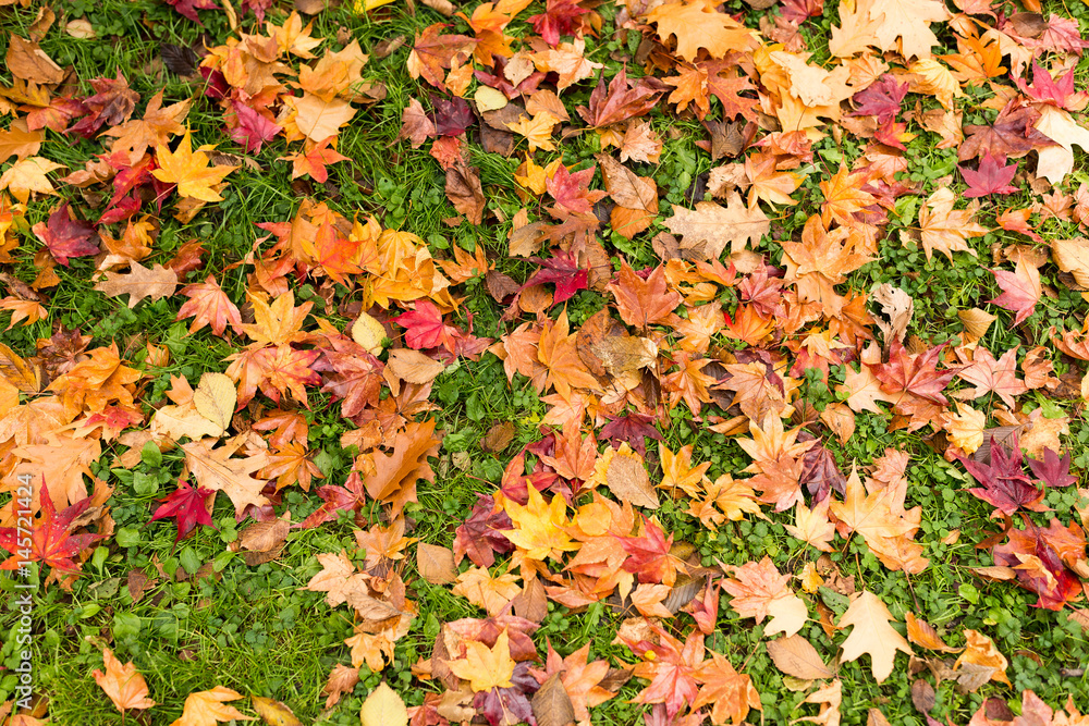 Wall mural red maple leaves on ground