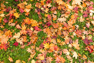 Naklejka na ściany i meble Red Maple leaves on ground