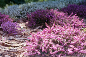 Beautiful purple heather cover in a Filled with of spring sunlight. Soft focused natural seasonal background