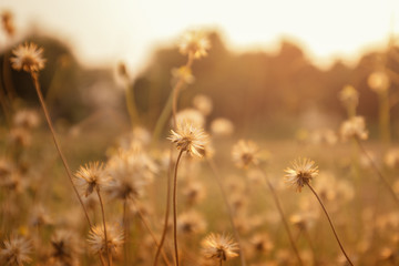 Fototapeta na wymiar Grass flower with sunset light.
