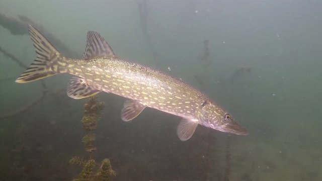 Northern pike (Esox lucius) swimming close up. Underwater footage in the lake. Diving in fresh water. 