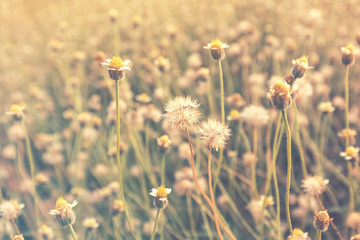 Grass flower with sunset light.