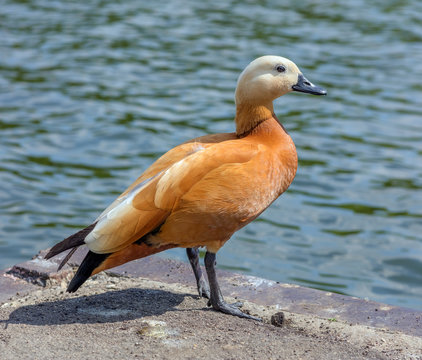Ruddy shelduck also named Brahminy duck or chakravaka (Tadorna ferruginea)