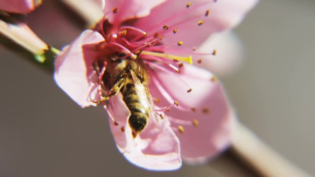 slow motion close up of bee pollinating a flower