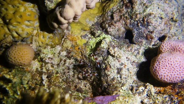 Close up video of the banded cleaner shrimp (Stenopus hispidus) on a coral reef at night, Red sea, Egypt. Full HD underwater footage.
