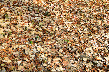Background from dry leaves