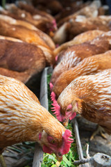 Eggs Chickens ,hens in countryside farm.