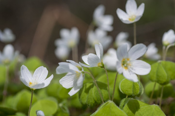 Wood Sorrel (Oxalis acetosella) in flower in early spring.