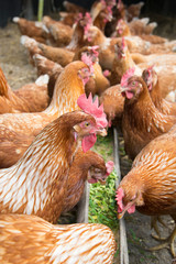 Eggs Chickens ,hens in countryside farm.