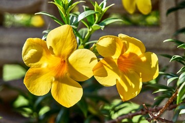 Fototapeta na wymiar Big beautiful yellow flowers