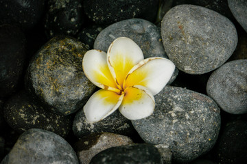 Fototapeta na wymiar Frangipani Blume