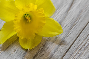 One yellow narscissus isolated on wooden background
