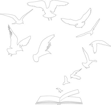 seagulls flying above open book outline on white