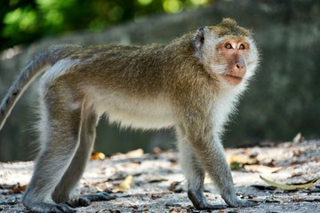 Monkey sits on a ground, looks at you