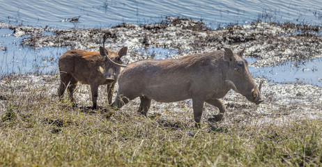 Brown hairy warthogs near river in the Chobe National Park - Botswana, South-Western Africa