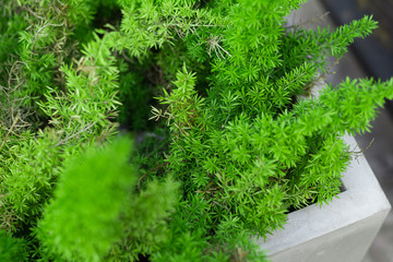 background of leaves green bush close up