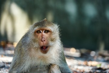 Monkey sits on a ground, looks at you