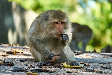 Monkey sits on a ground, looks at you