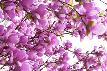 Fototapeta na wymiar Background of magnolia
