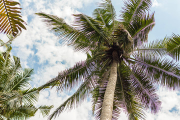 Coconut tree against the sky. Autumn foliage.