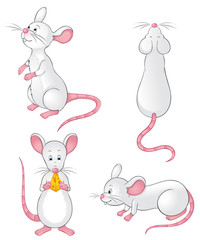 White lab mice collection