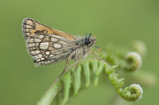 Chequered Skipper (Carterocephalus palaemon) resting.