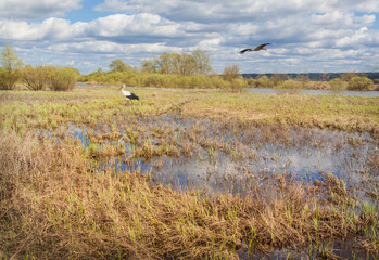 Stork on a meadow in Polesie in Ukraine