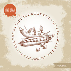 Hand drawn sketch pea pod group with leafs. Vector organic food illustration on grunge vintage background.