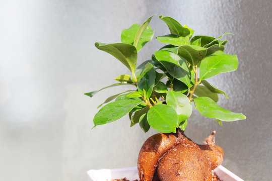 48 件の最適な キジムナー 画像 ストック写真 ベクター Adobe Stock