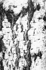 abstract black background texture wood birch bark