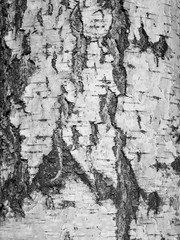 abstract black background texture wood birch bark