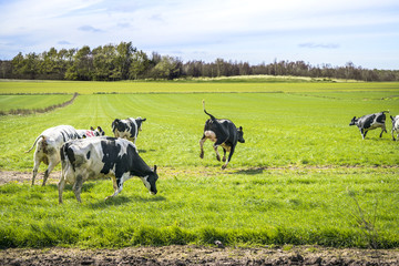 Wild cows enjoy their first time on green grass