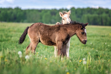 Two foals playing together. 