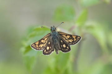 A male Chequered Skipper (Carterocephalus palaemon) basking.