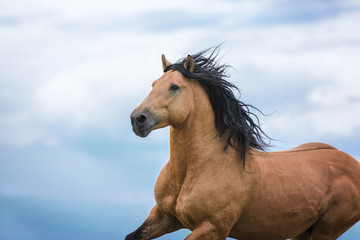 Obraz na płótnie Canvas Portrait of running bay horse.