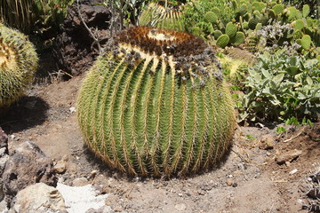 Różne kaktusy w ogrodzie kaktusowym