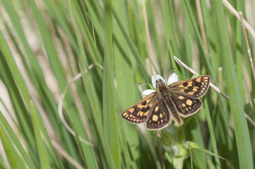 A male Chequered Skipper (Carterocephalus palaemon) feeding on stitchwort.