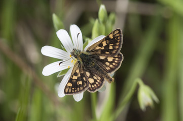 A male Chequered Skipper (Carterocephalus palaemon) feeding on stitchwort.