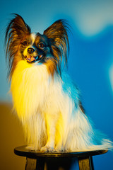 Studio portrait of a small yawning puppy Papillon