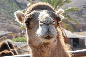 Kamel