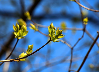 Spring
